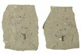 Detailed Fossil Weevil (Snout Beetle) - Green River Formation #242770-2